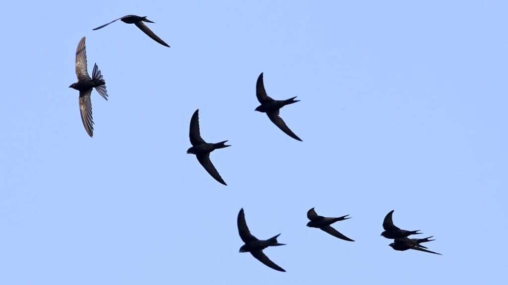 Swift anlamına gelen Ebabil kuşu
